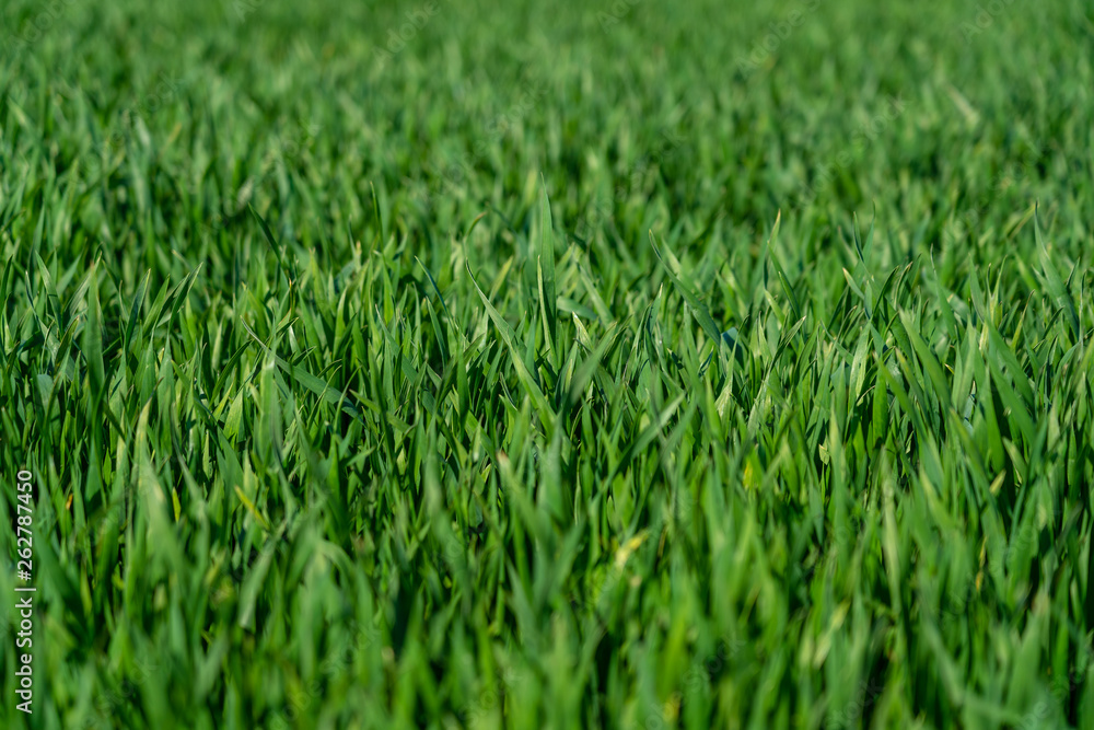 close up of green gras in springtime, frankfurt close up of green gras in springtime, frankfurt