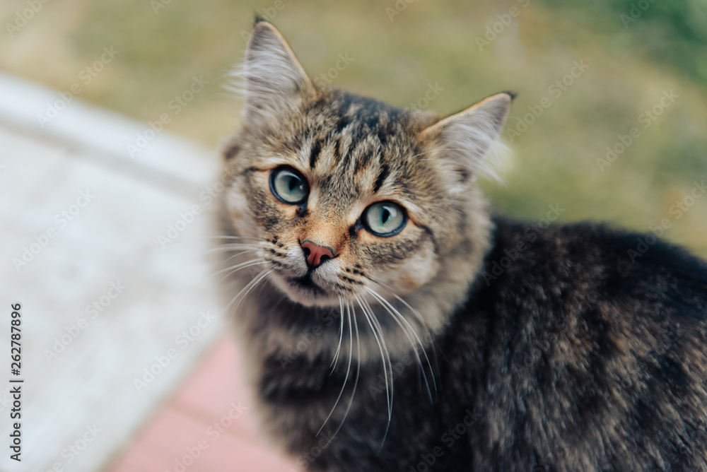 cat in nature in the autumn on the background of leaves cat in nature in the autumn on the background of leaves