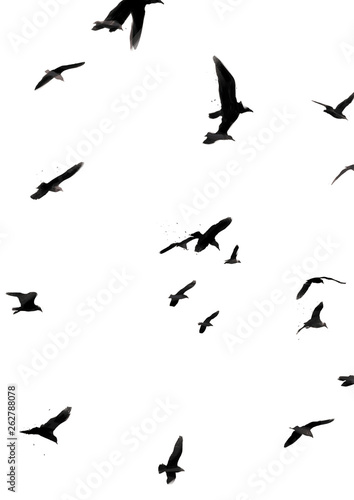 Illustration of birds flying isolated on white background. For poster, banner and postcard.