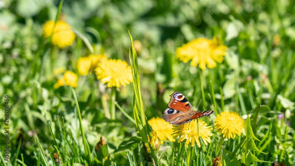 european peacock on dandelion, frankfurt, germany european peacock on dandelion, frankfurt, germany