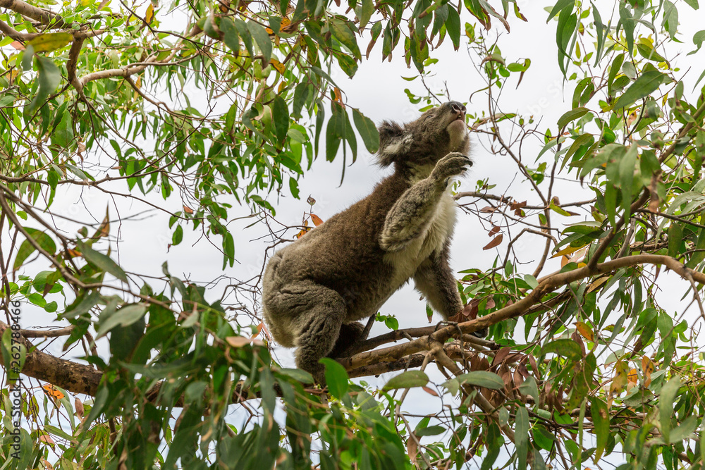 Fototapeta premium Koala bear reaching for eucalyptus tree branch for sustenance.