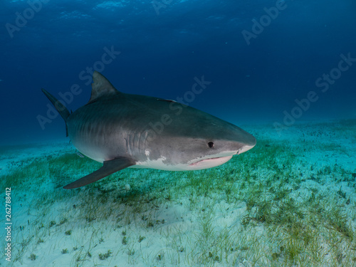 Torpedo Tiger Shark © Massimo