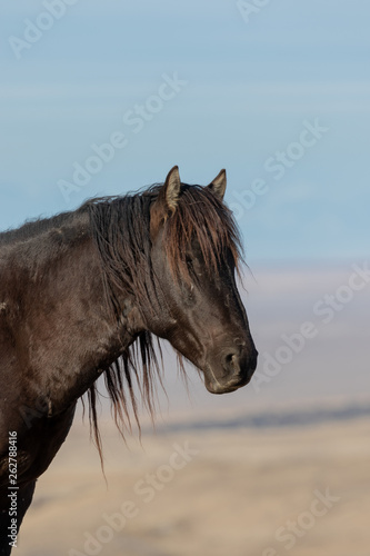 Wild Horse Close Up Portrait © natureguy