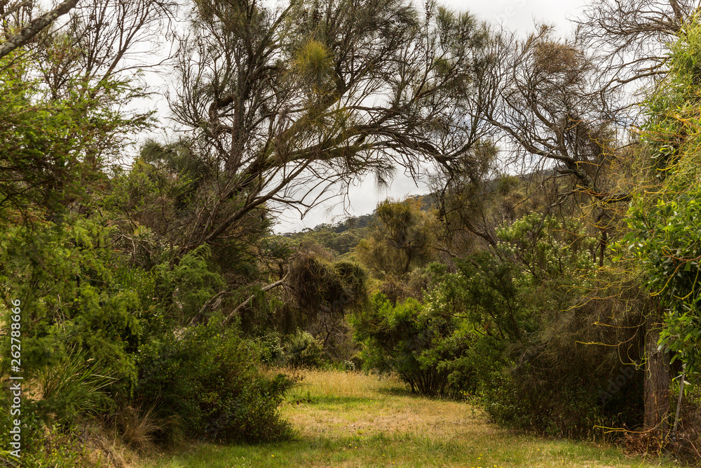 Overgrown no through road in bush land area. Overgrown no through road in bush land area.