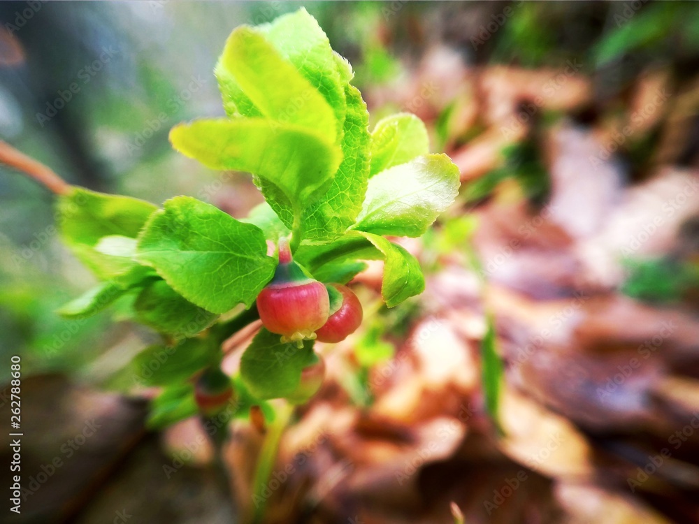 blueberry flower with leaves on a branch in the forest blueberry flower with leaves on a branch in the forest