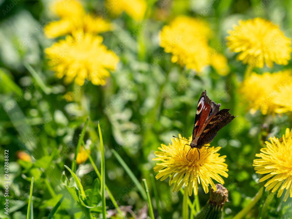 european peacock on dandelion, frankfurt, germany european peacock on dandelion, frankfurt, germany