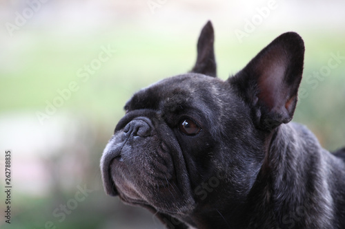 black french bulldog park  © jonicartoon