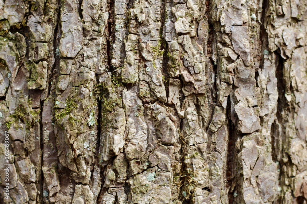 A close view of the tree bark texture surface. A close view of the tree bark texture surface.