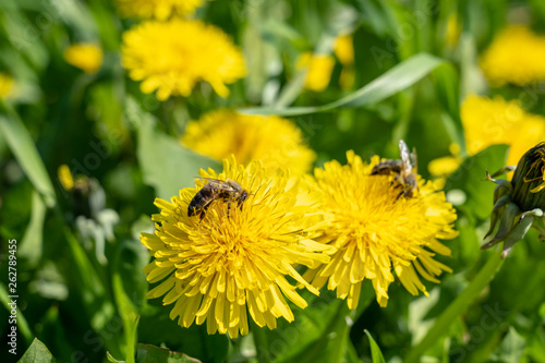 bees on dandelion flowers, frankfurt, germany © Alexander