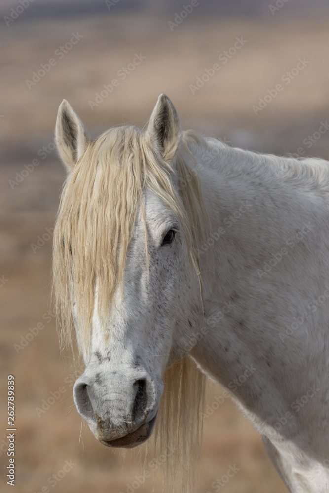 Fototapeta premium Wild Horse Close Up Portrait