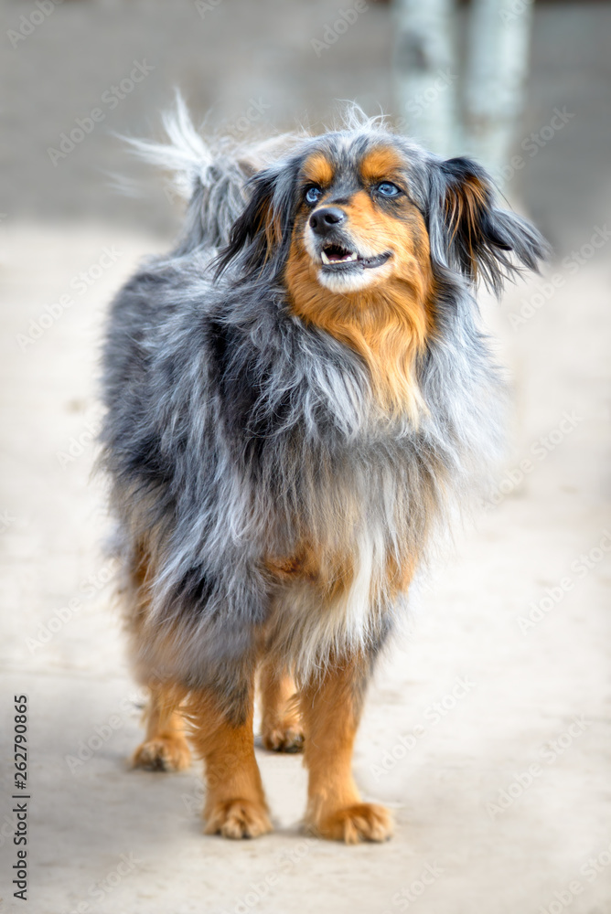 Australian Shepherd Mix with Blue Eyes and Long Hair - Grey, Brown, White,  Black Spots - Friendly Smiling Dog Looking to Left Photos | Adobe Stock