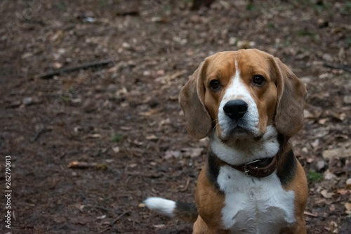 portrait of hunting Beagle in the spring forest 