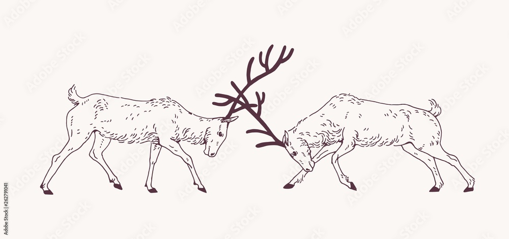 Pair of male deers fighting with antlers during the breeding season or rut hand drawn with contour lines on light background. Rivalry and aggression among animals. Monochrome vector illustration. Pair of male deers fighting with antlers during the breeding season or rut hand drawn with contour lines on light background. Rivalry and aggression among animals. Monochrome vector illustration.