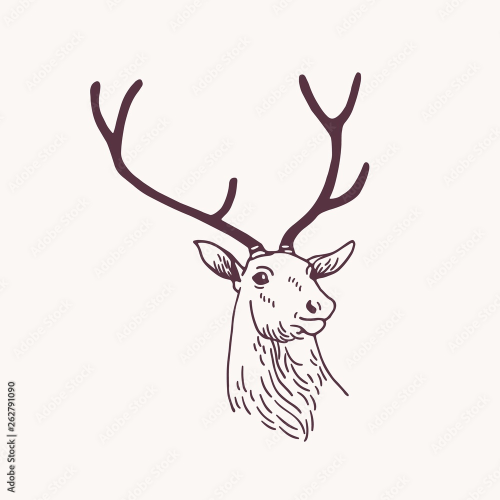 Deer Face Line Art Continuous One Line Drawing Vector Design Face Drawing Face  Sketch Deer PNG and Vector with Transparent Background for Free Download