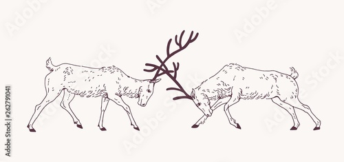 Pair of male deers fighting with antlers during the breeding season or rut hand drawn with contour lines on light background. Rivalry and aggression among animals. Monochrome vector illustration.