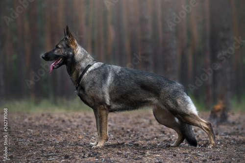 German shepherd in pine forest