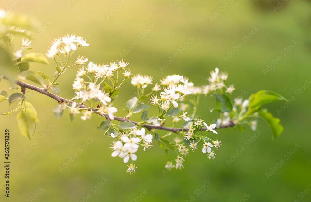 Fototapeta premium spring flowering tree