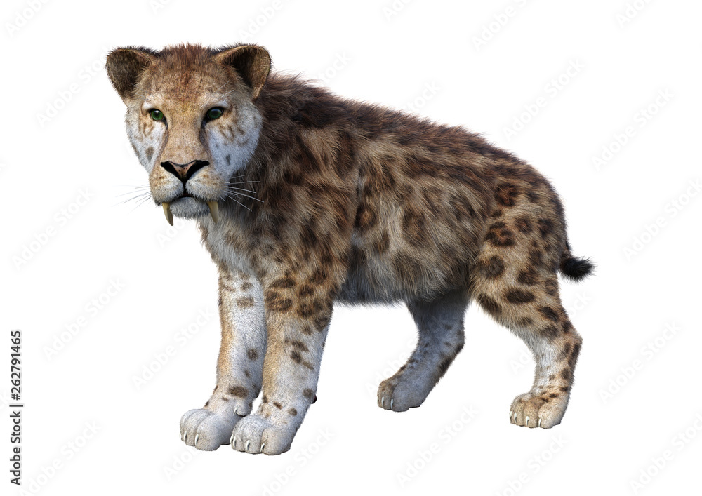 3D Rendering Sabertooth Tiger on White 3D Rendering Sabertooth Tiger on White