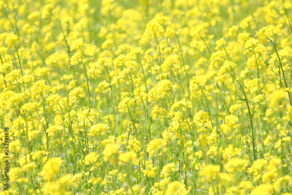 菜の花 菜の花