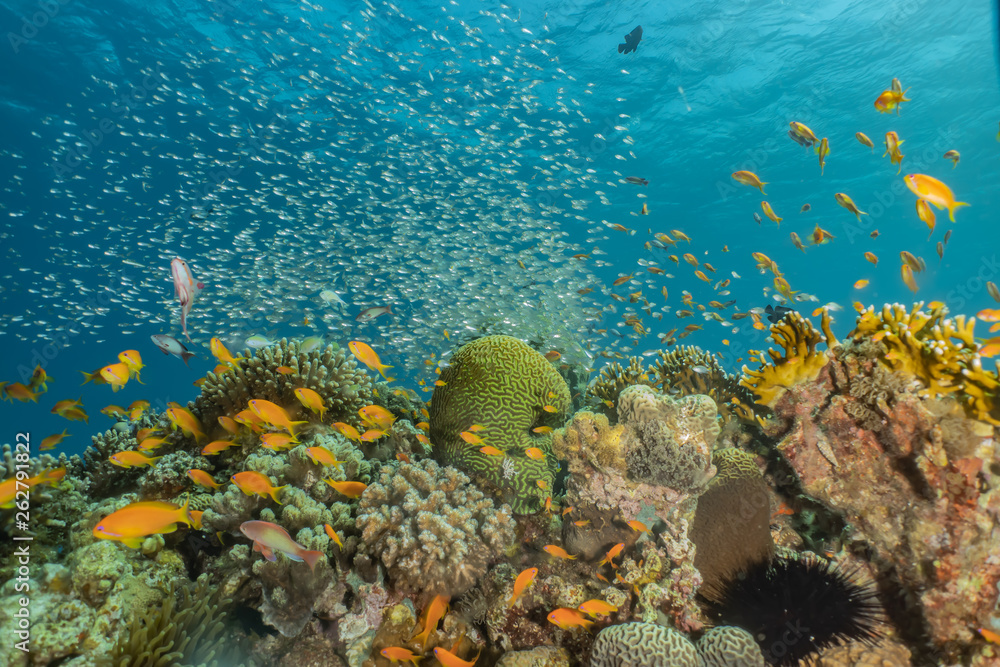 Fototapeta premium Coral reefs and water plants in the Red Sea, Eilat Israel