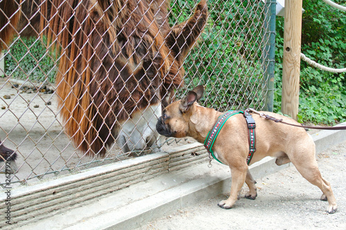 Photography Brown French Bulldog dog meeting donkey through fence in a zoo