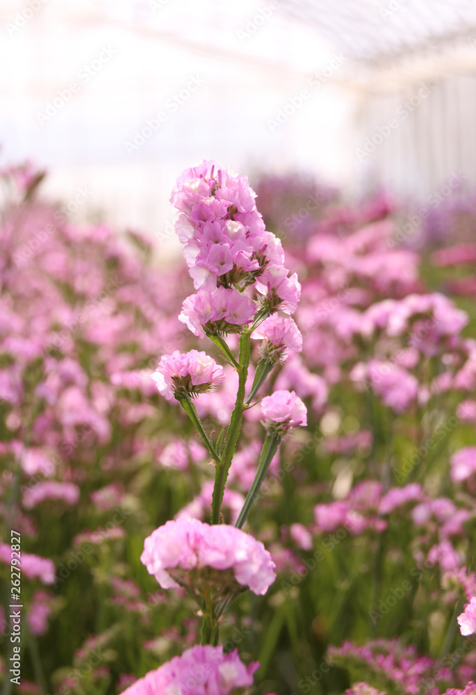 Naklejka premium スターチス