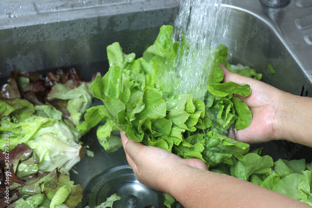 Wash green oak lettuce on the sink. Wash fruits and vegetables before