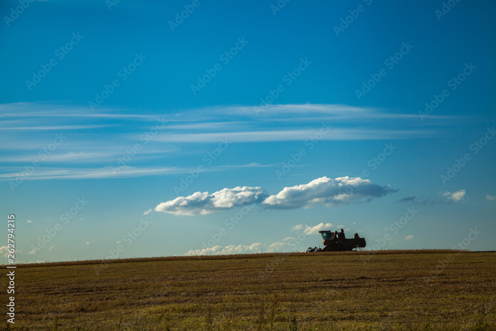 Fototapeta premium Harvester gathers the agricultural harvest