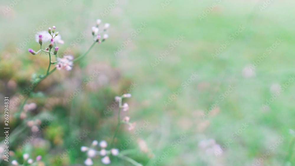 Spring Flowers in green/yellow blurred abstract background. Start of Summer season. Spring Flowers in green/yellow blurred abstract background. Start of Summer season.