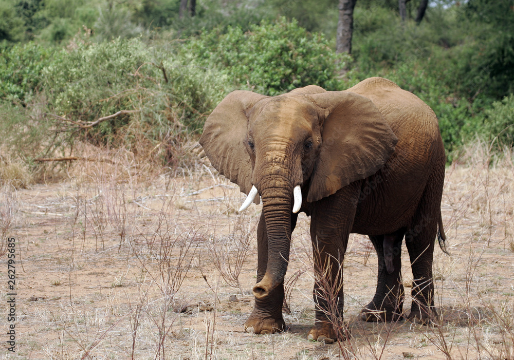 African Elephants in Kenya Africa