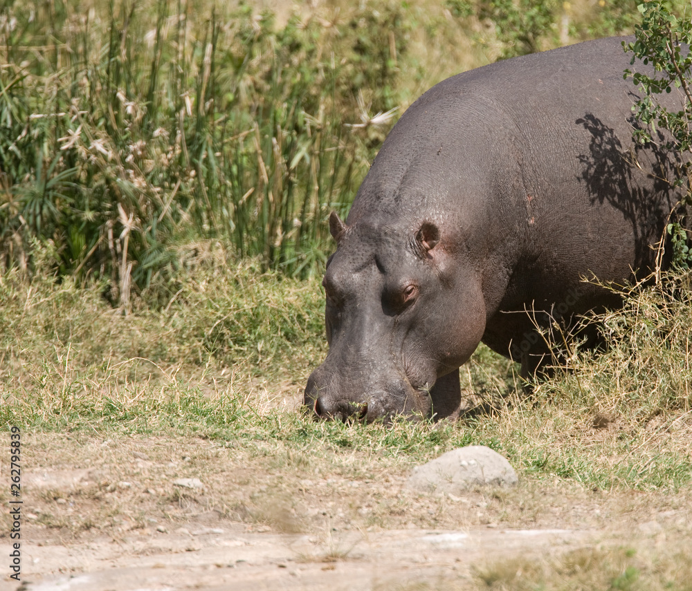 Hippopotamus or Hippo in Kenya Africa Hippopotamus or Hippo in Kenya Africa