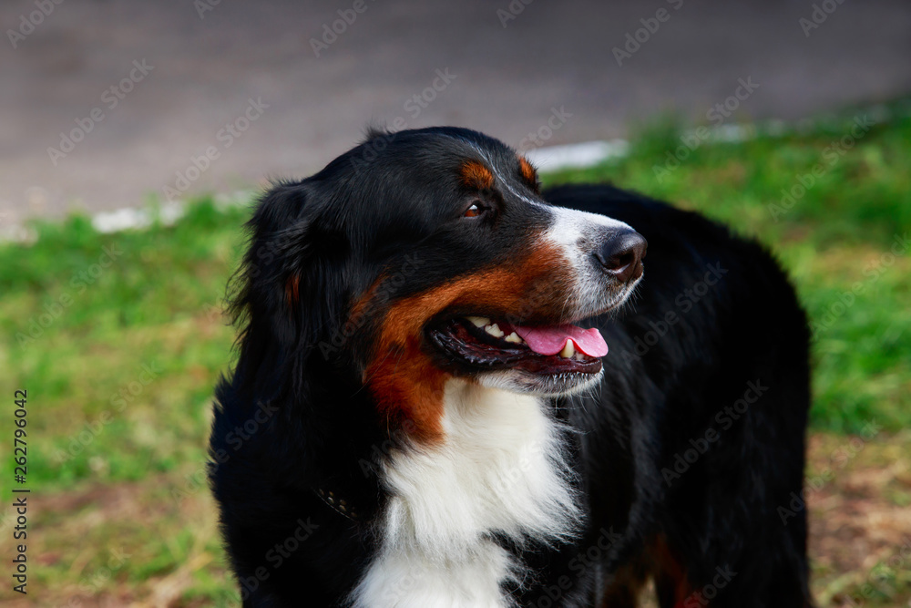 Bernese Mountain Dog