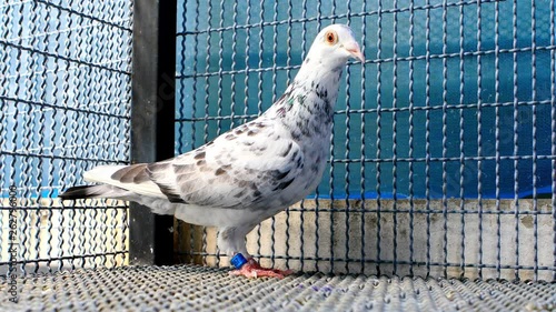 homing speed racing pigeon in home loft photo