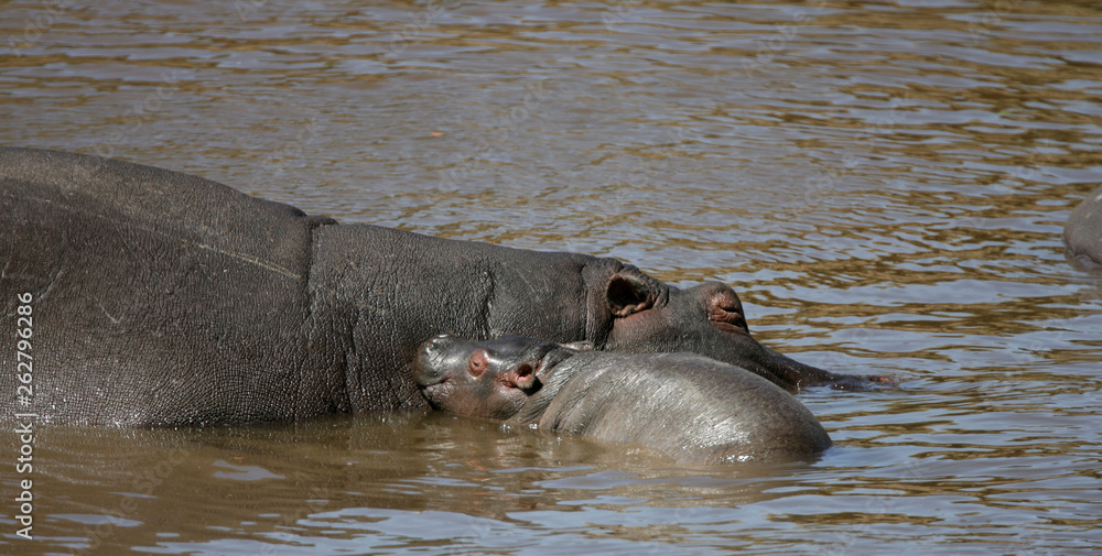 Fototapeta premium Hippopotamus or Hippo in Kenya Africa