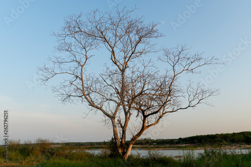 Wallpaper Mural Dry trees on the grass with a water bath as an evening background Torontodigital.ca