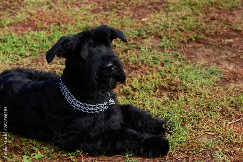 dog breed Giant Schnauzer