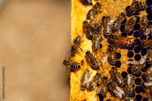 Honey bees in a beehive on honeycomb. Close up of honey bee in honeycomb. Swarm of bee worker in a beehive