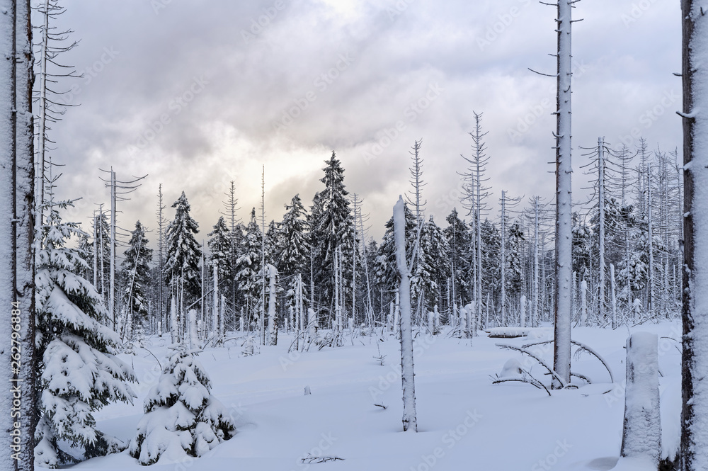 Amazing winter landscape against colorful sky at evening Amazing winter landscape against colorful sky at evening
