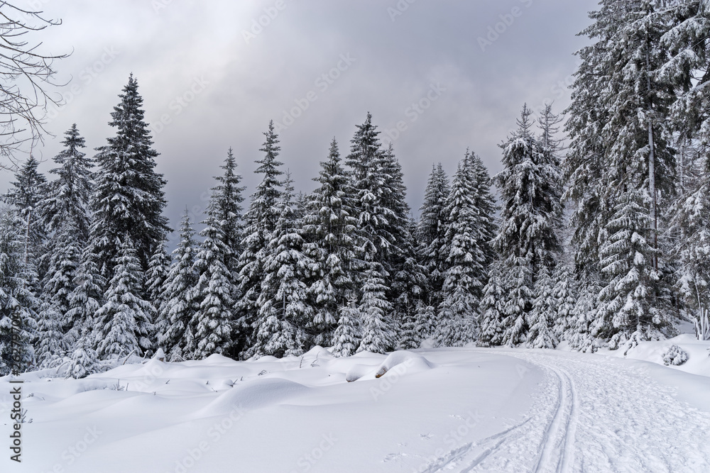 Fototapeta premium Footpath in a snow in a winter forest