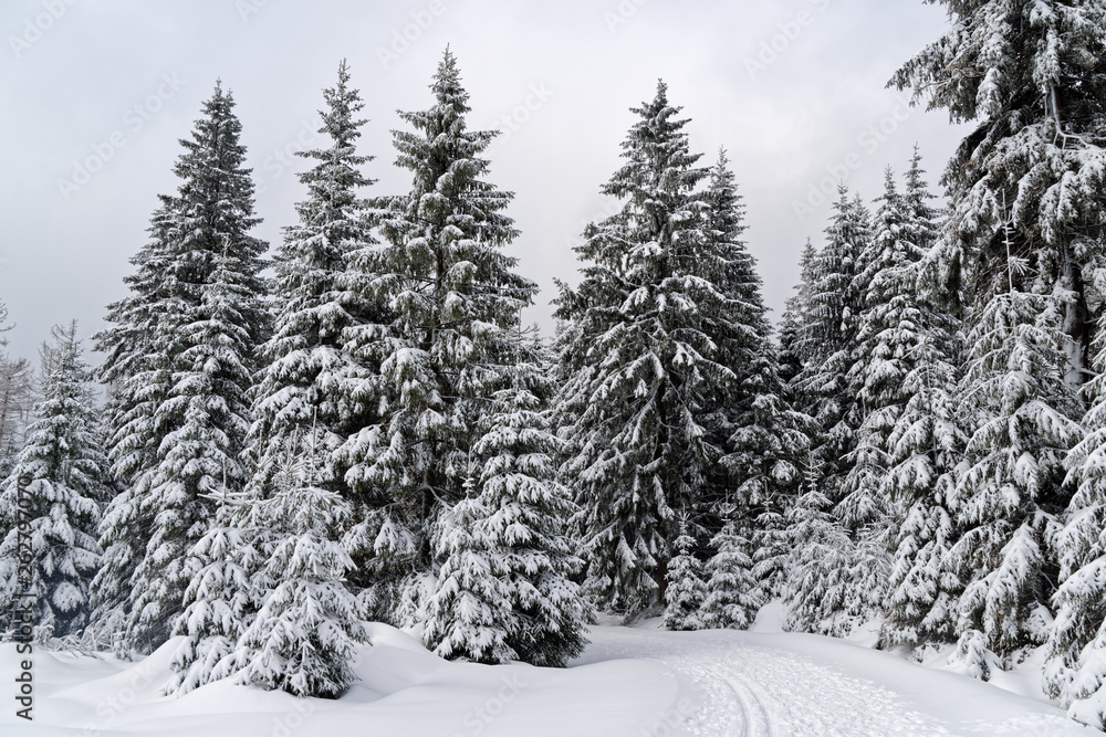 Winter forest in Harz mountains national park