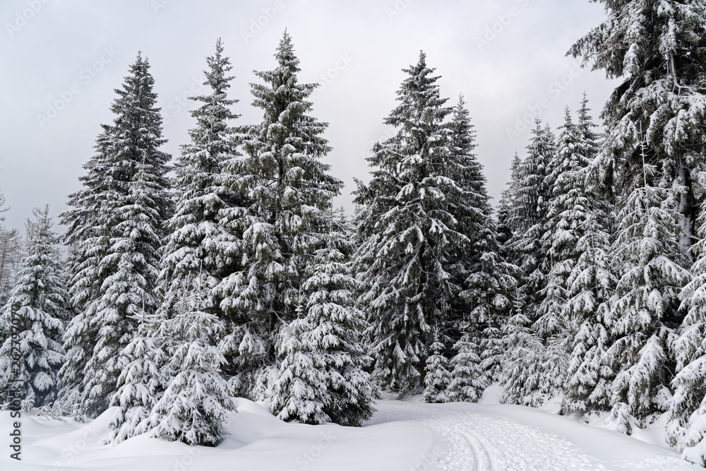 Winter forest in Harz mountains national park Winter forest in Harz mountains national park
