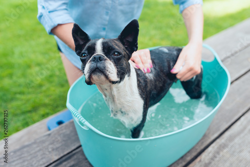 kids wash boston terrier puppy in blue basin  in summer garden on a wooden terrace photo