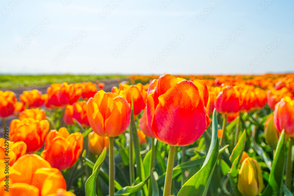 Field with flowers below a blue sky in sunlight in spring