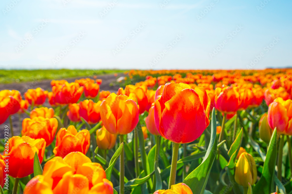 Field with flowers below a blue sky in sunlight in spring Field with flowers below a blue sky in sunlight in spring