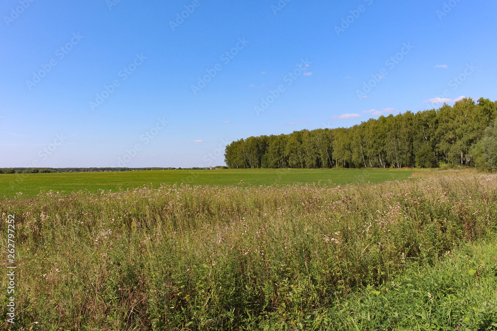 Green forest and field and village Green forest and field and village