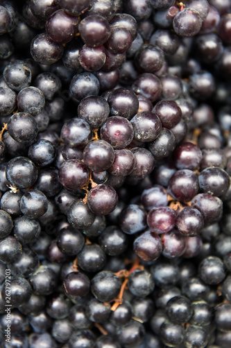 Dark blue ripe vine grapes ...