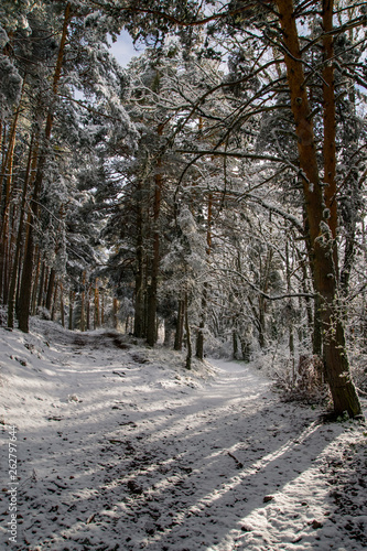 snowy road in winter forest © CarlosNavasPhoto