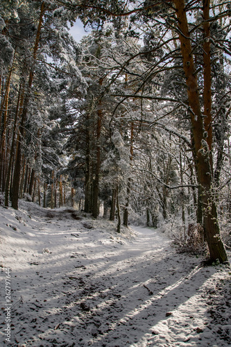 Wallpaper Mural snowy road in winter forest Torontodigital.ca