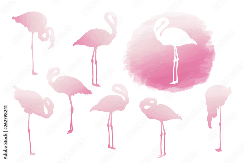 Obraz premium American flamingo posing set in pink colors isolated on white