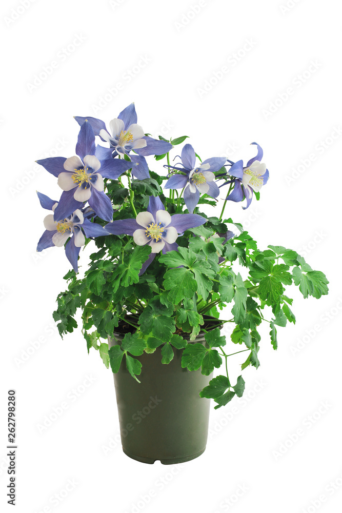 Potted Columbine, Aquilegia, member of the Ranunculaceae family, isolated over a white background with clipping path included. Perennial garden plant. 